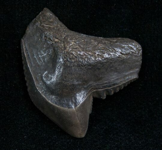 Fossil Tiger Shark Tooth From Georgia - #7651